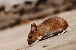 Mice Exterminator, Pest Control in Broxbourne, EN10. Call Now 020 8166 9746