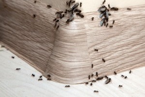 Ant Control, Pest Control in Broxbourne, EN10. Call Now 020 8166 9746