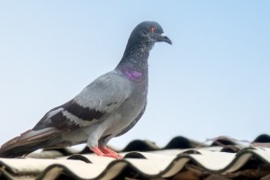 Pigeon Control, Pest Control in Broxbourne, EN10. Call Now 020 8166 9746