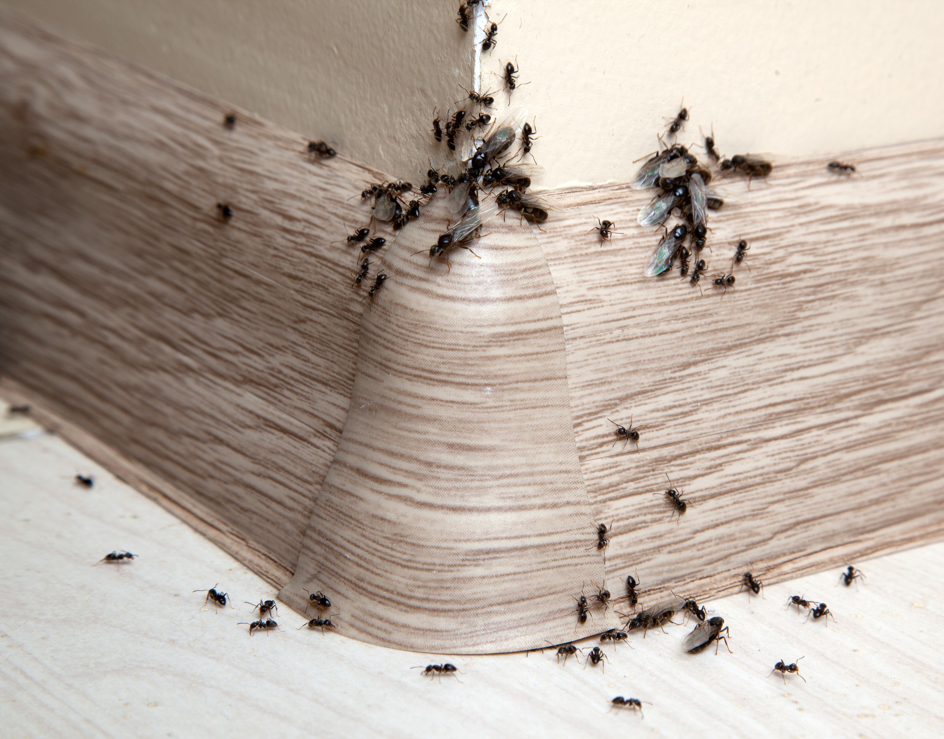 Ant Infestation, Pest Control in Broxbourne, EN10. Call Now 020 8166 9746