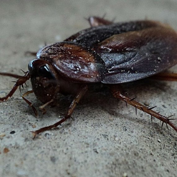 Cockroaches, Pest Control in Broxbourne, EN10. Call Now! 020 8166 9746