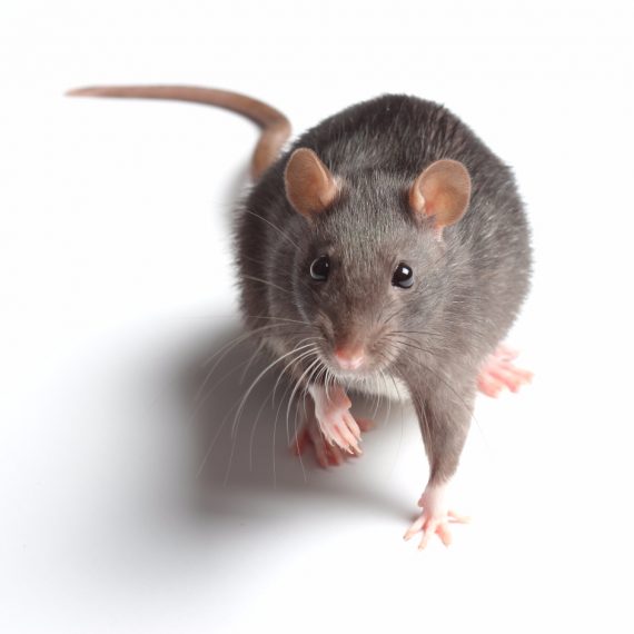 Rats, Pest Control in Broxbourne, EN10. Call Now! 020 8166 9746