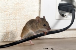 Mice Control, Pest Control in Broxbourne, EN10. Call Now 020 8166 9746