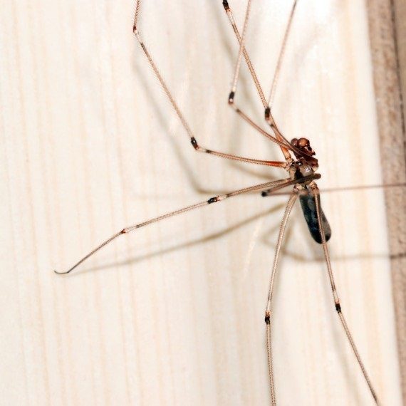 Spiders, Pest Control in Broxbourne, EN10. Call Now! 020 8166 9746
