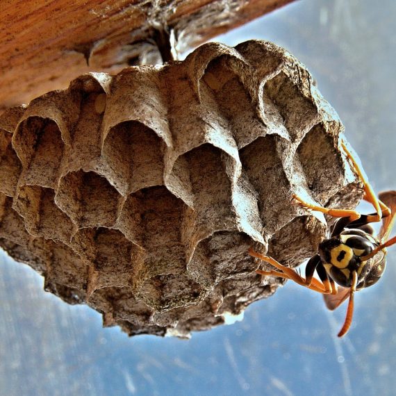 Wasps Nest, Pest Control in Broxbourne, EN10. Call Now! 020 8166 9746
